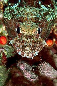 Scorfanotto (Scorpaena notata)