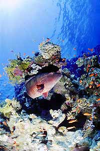 Cernia dei coralli del Mar rosso (Plectropomus pessuliferus marisrubri)