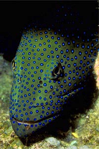 Cernia tropicale (Cephalopholis argus)