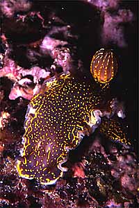 Doride dipinto (Hypselodoris picta)