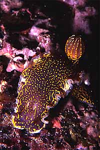 Doride dipinto (Hypselodoris picta)