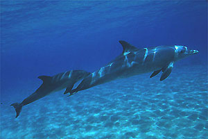 Tursiope (Tursiops truncatus)