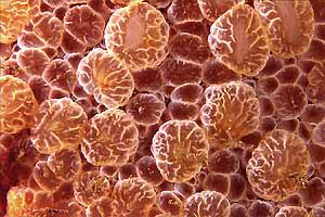 Lumaca ad ombrello (Umbraculum umbraculum)