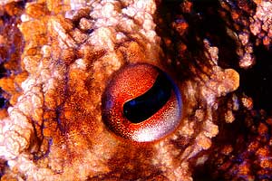 Polpo comune (Octopus vulgaris)