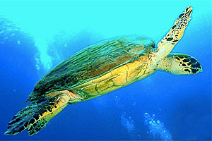 Tartaruga (Eretmochelys imbricata)