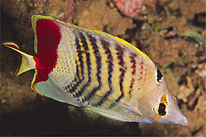 Pesce farfalla coda rossa (Chaetodon paucifasciatus)