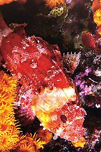 Scorfanotto (Scorpaena notata)