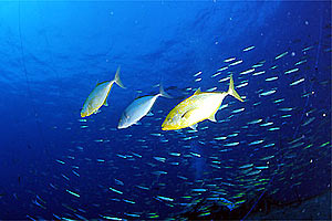Carangide giallo (Carangoides fulvoguttatus)