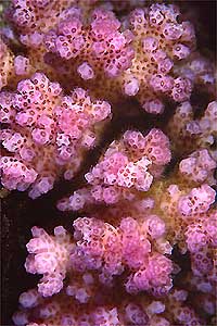 Madrepora lampone (Pocillopora verrucosa)