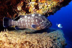 Cernia bruna (Epinephelus marginatus)