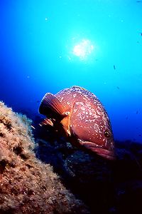 Cernia bruna (Epinephelus marginatus)