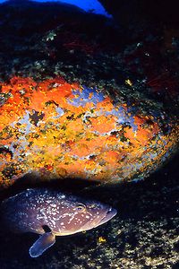 Cernia bruna (Epinephelus marginatus)