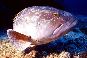 Cernia bruna (Epinephelus marginatus)