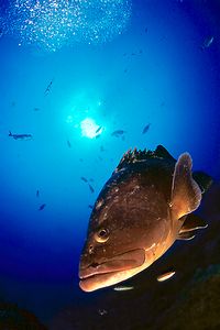 Cernia bruna (Epinephelus marginatus)