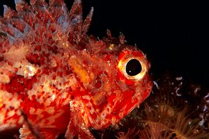 Scorfanotto (Scorpaena notata)