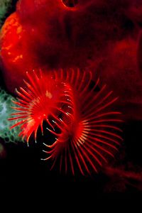 Serpula (Serpula vermicularis)