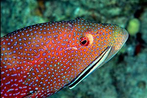 Cernia coda mezzaluna (Variola louti)