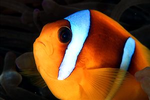 Pesce pagliaccio (Amphiprion bicinctus)