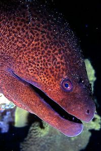 Murena gigante (Gymnothorax javanicus)