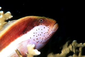 Pesce falco (Paracirrhites forsteri)