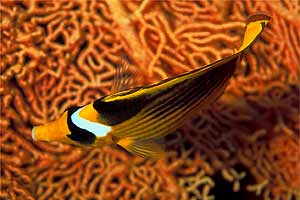Pesce farfalla fasciato (Chaetodon fasciatus)