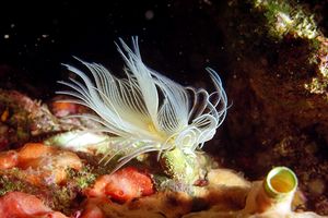 Verme dal ciuffo bianco (Protula tubularia)