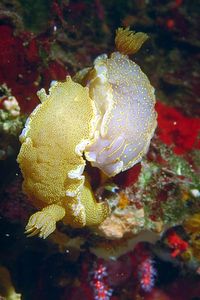 Doride dipinto (Hypselodoris picta)