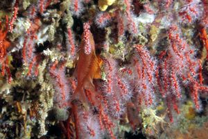 Corallo rosso (Corallium rubrum)