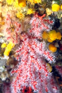 Corallo rosso (Corallium rubrum)