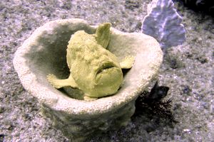 Pesce rana gigante (Antennarius commersoni)