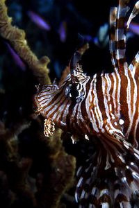Pesce cobra (Pterois miles)