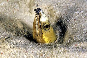 Anguilla serpente dalla pinna nera (Ophichthus melanochir)