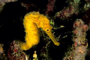 Cavalluccio marino comune (Hippocampus taeniopterus)