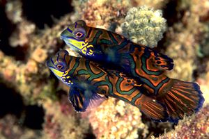 Pesce mandarino (Synchiropus splendidus)