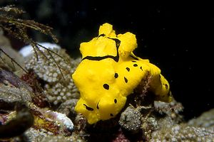 Notodoris (Notodoris minor)