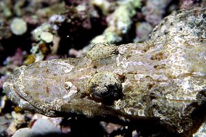 Pesce coccodrillo (Papilloculiceps longiceps)