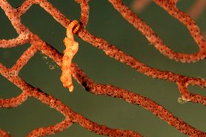 Cavalluccio marino pigmeo (Hippocampus denise)