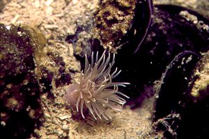 Anemone diafana (Aiptasia diaphana)