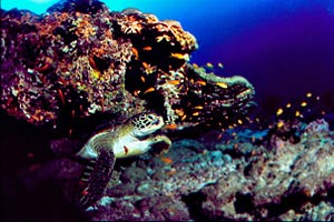 Tartaruga verde (Chelonia mydas)