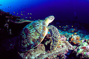 Tartaruga verde (Chelonia mydas)