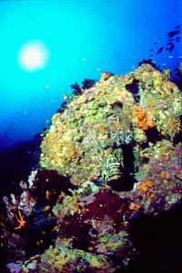 Cernia tropicale (n.d. n.d.)