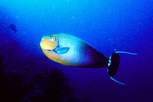 Pesce chirurgo (Naso vlamingii)