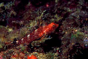 Peperoncino giallo (Tripterygion delaisi)