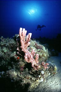 Spugna tropicale (Callyspongia siphonella)