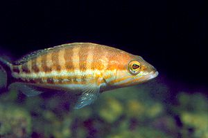 Perchia (Serranus cabrilla)