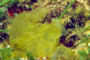 Alga a palloncino (Colpomenia sinuosa)