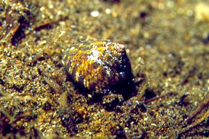 Gibbula (Gibbula umbilicaris)