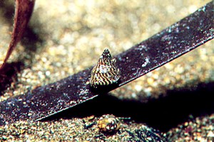 Gasteropode (Jujubinus exasperatus)