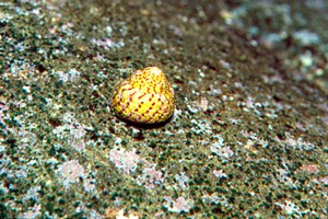 Gibbula (Gibbula rarilineata)