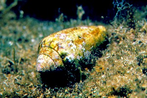 Cono mediterraneo (Conus mediterraneus)